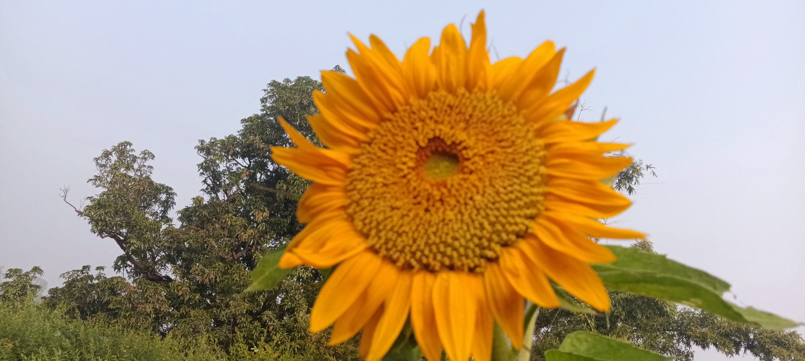 JOHAR